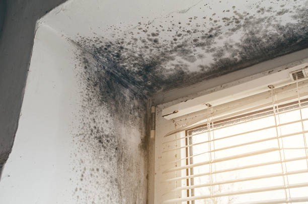 Affordable Mold Remediation solutions in Chesterfield, NJ